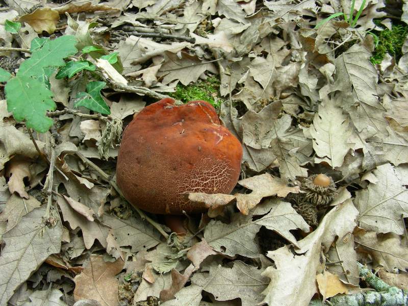 1)Fotografati il 12.06.2012. sotto Quercia (bosco asciutto)
